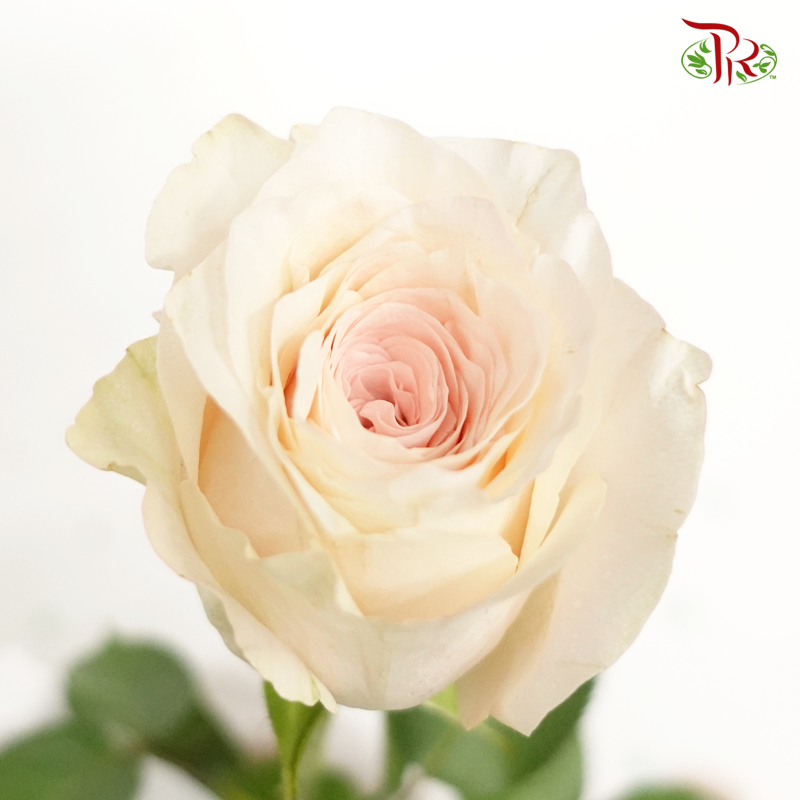 Rose - Libra (10 Stems)-Cream-China-prflorist.com.my