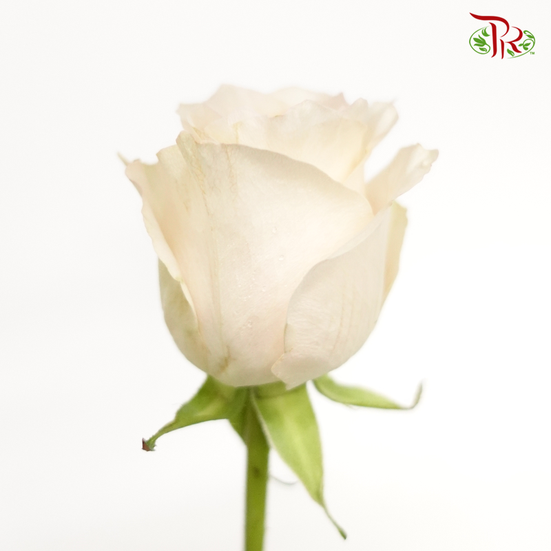 Rose - Libra (10 Stems)-Cream-China-prflorist.com.my