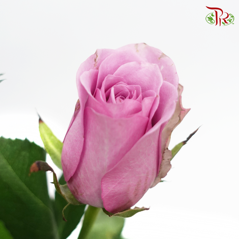 Rose - Light Pink (10 Stems)-Light Pink-China-prflorist.com.my