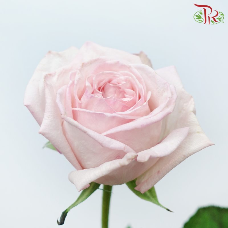 Rose - Light Pink (10 Stems)-Light Pink-China-prflorist.com.my