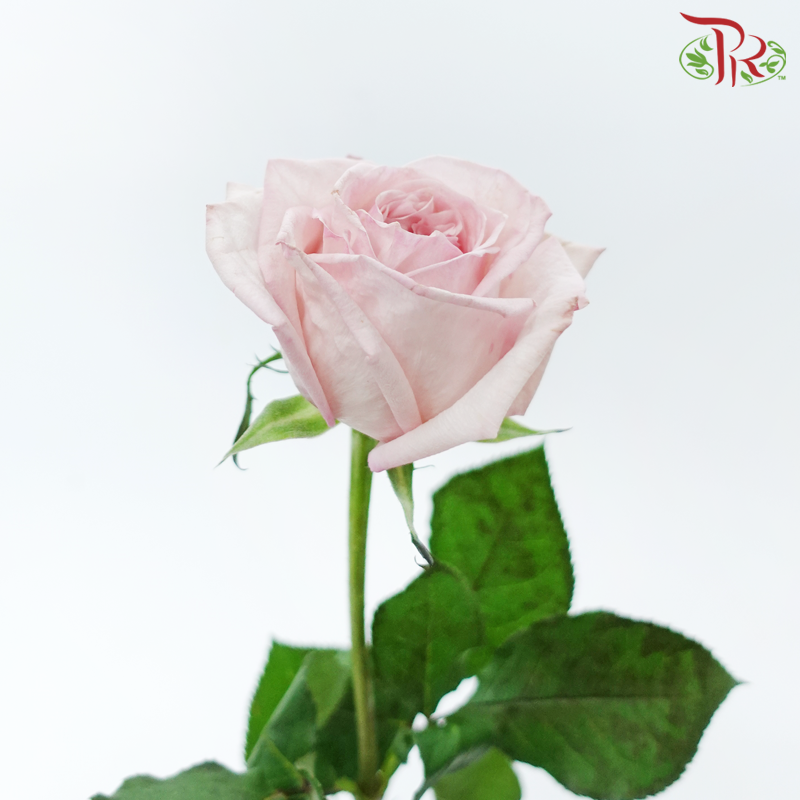 Rose - Light Pink (10 Stems)-Light Pink-China-prflorist.com.my