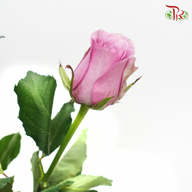 Rose - Light Pink (10 Stems)-Light Pink-China-prflorist.com.my