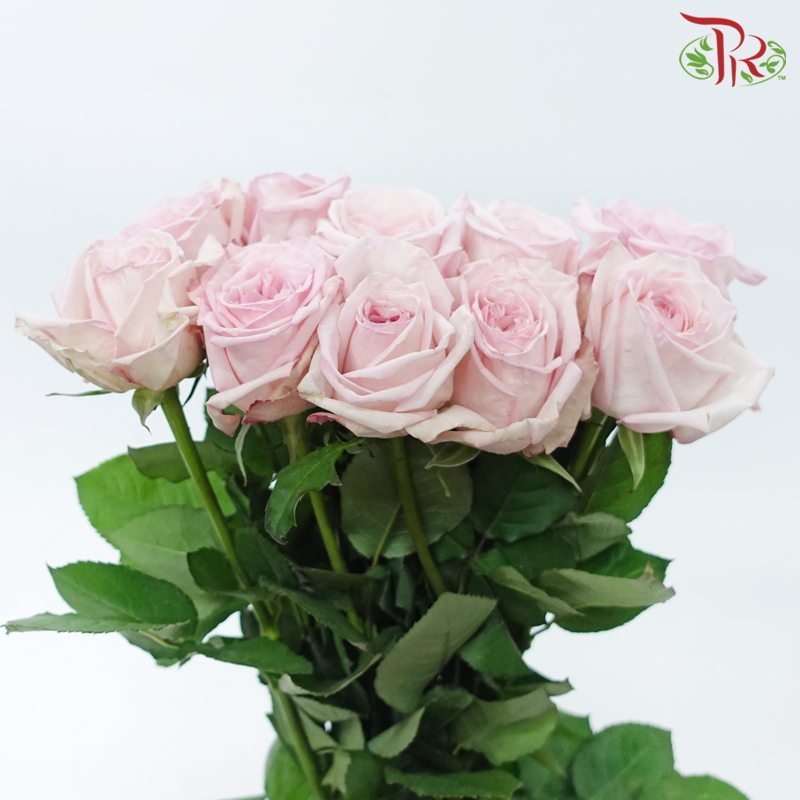 Rose - Light Pink (10 Stems)-Light Pink-China-prflorist.com.my
