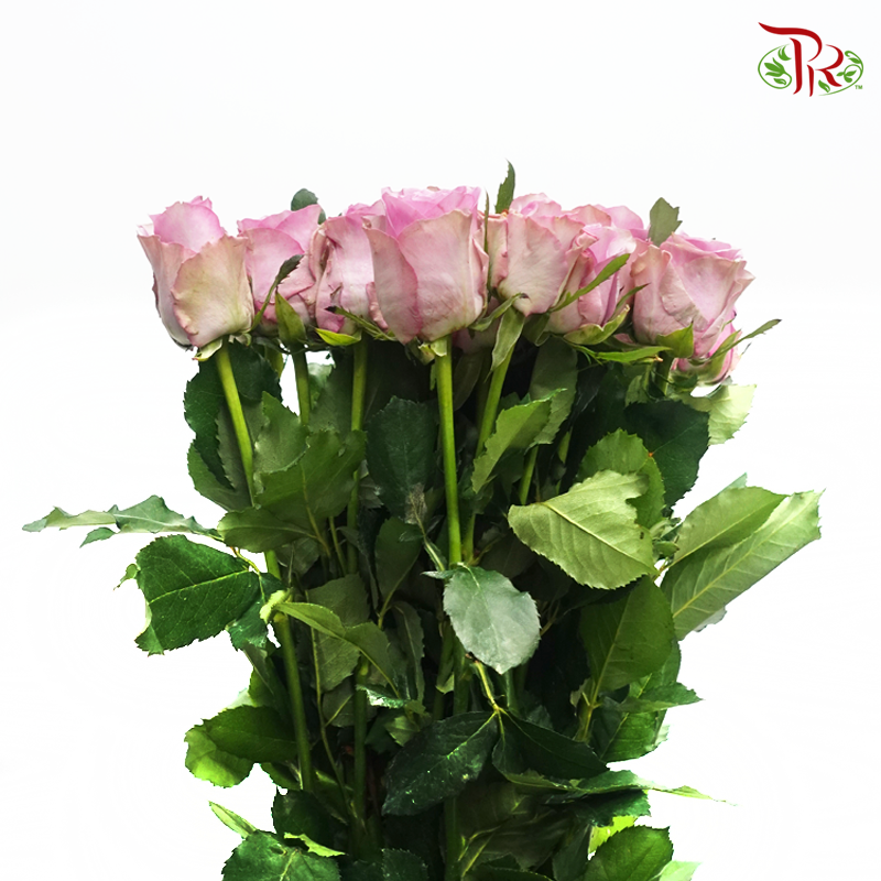Rose - Light Pink (10 Stems)-Light Pink-China-prflorist.com.my