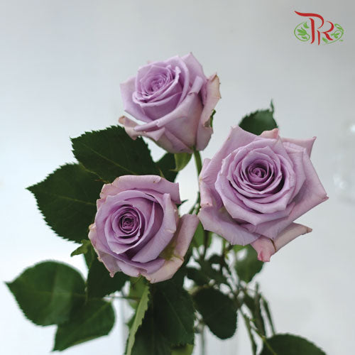Rose - Light Violet (10 Stems)-China-prflorist.com.my