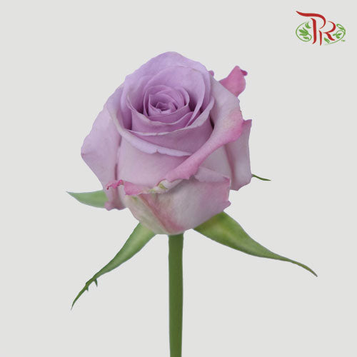 Rose - Light Violet (10 Stems)-China-prflorist.com.my