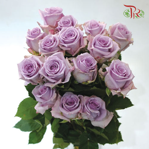 Rose - Light Violet (10 Stems)-China-prflorist.com.my