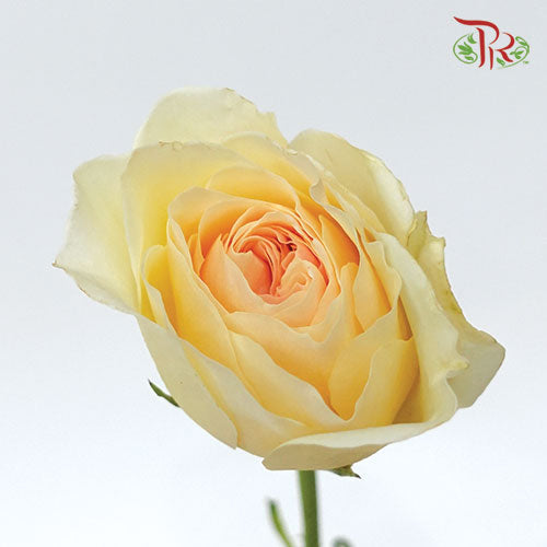 Rose - Likuhotalu (10 Stems)-Yellow-Kenya-prflorist.com.my
