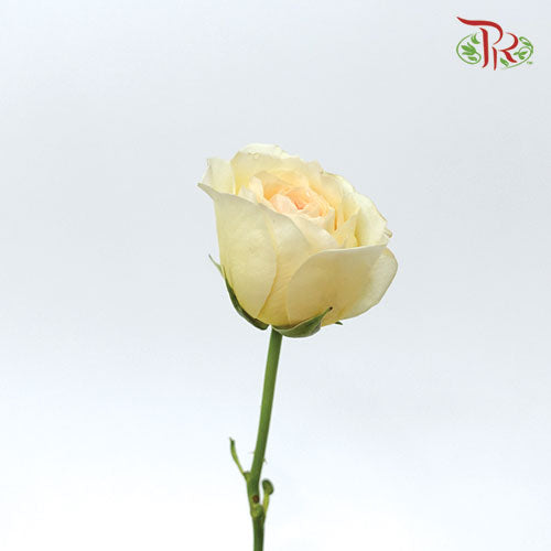 Rose - Likuhotalu (10 Stems)-Yellow-Kenya-prflorist.com.my