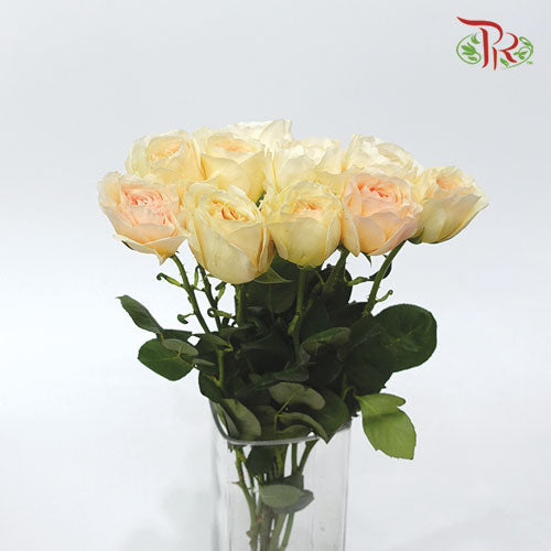 Rose - Likuhotalu (10 Stems)-Yellow-Kenya-prflorist.com.my