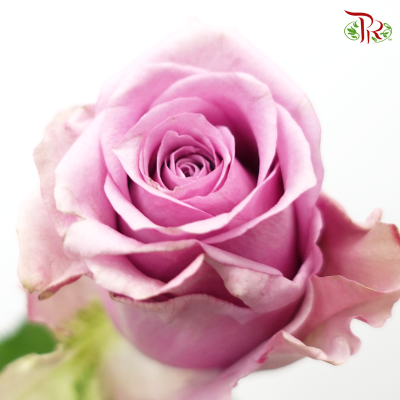 Rose - Lilac Serenade (10 Stems)-Lilac-China-prflorist.com.my