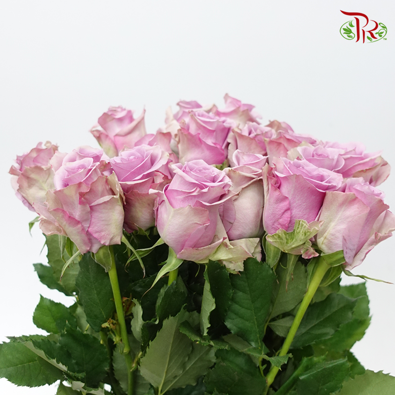 Rose - Lilac Serenade (10 Stems)-Lilac-China-prflorist.com.my