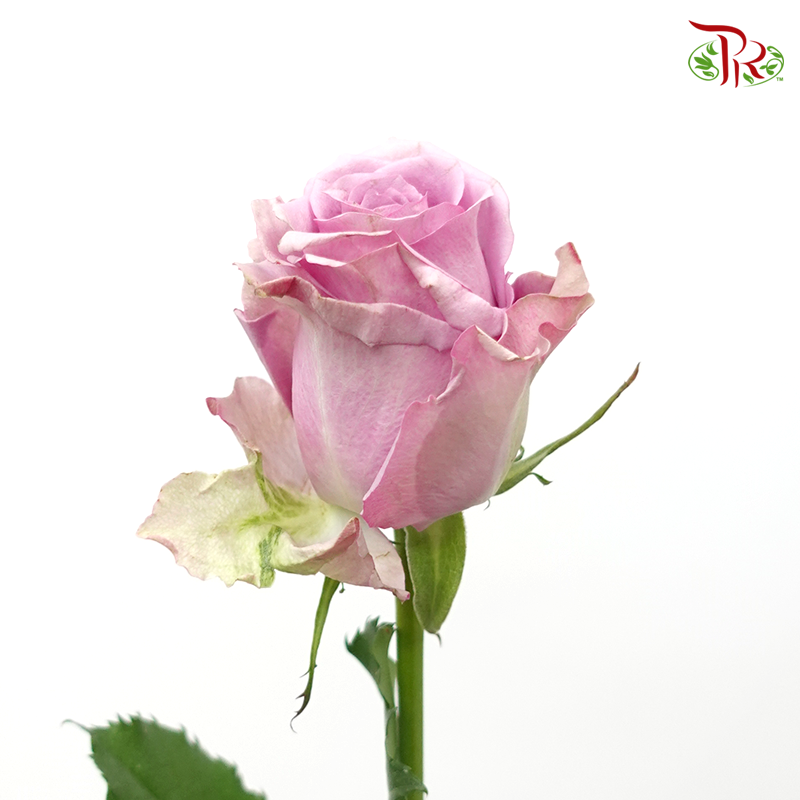 Rose - Lilac Serenade (10 Stems)-Lilac-China-prflorist.com.my