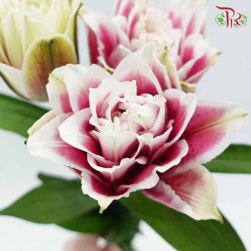 Rose Lily 3 + - Samantha 3+ (5 Stems)-White - Pink-China-prflorist.com.my