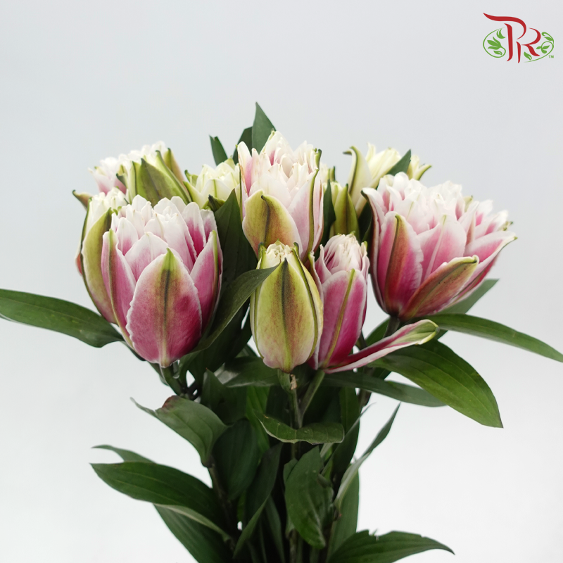 Rose Lily 3 + - Samantha 3+ (5 Stems)-White - Pink-China-prflorist.com.my