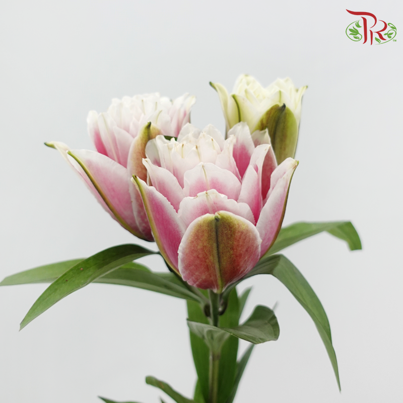 Rose Lily 3 + - Samantha 3+ (5 Stems)-White - Pink-China-prflorist.com.my
