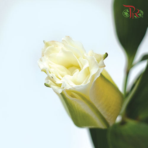 Rose Lily 3+ - White (5 Stems)-White-China-prflorist.com.my