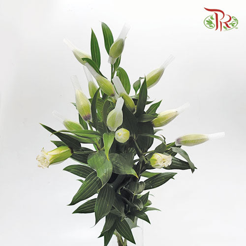 Rose Lily 3+ - White (5 Stems)-White-China-prflorist.com.my
