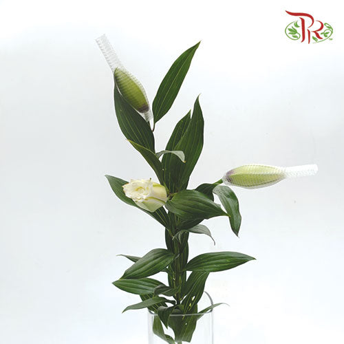 Rose Lily 3+ - White (5 Stems)-White-China-prflorist.com.my
