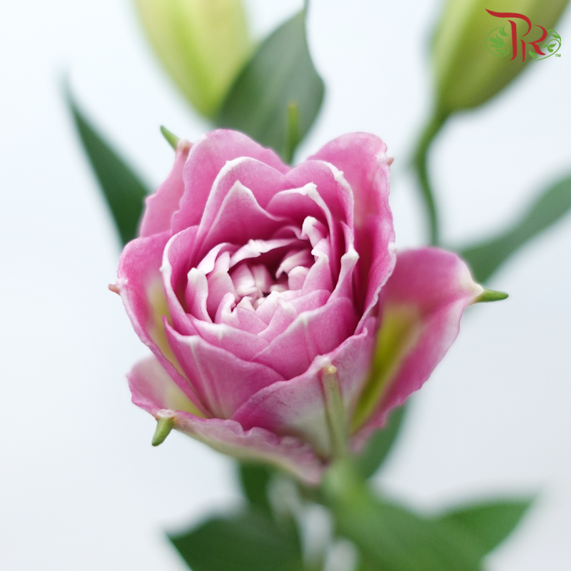Rose Lily - Ciara / Mara Love / Gentle Breeze 3+ (5 Stems)-Pink-China-prflorist.com.my