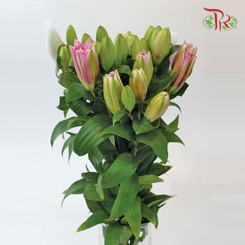 Rose Lily - Diana / Lotus Elegant / Lafite Pink/ Red Honey (Pink) +3 (5 Stems)-Pink-China-prflorist.com.my