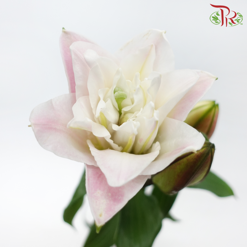 Rose Lily - Double Drill (White / Pink) +3 (5 Stems)-Pink-China-prflorist.com.my