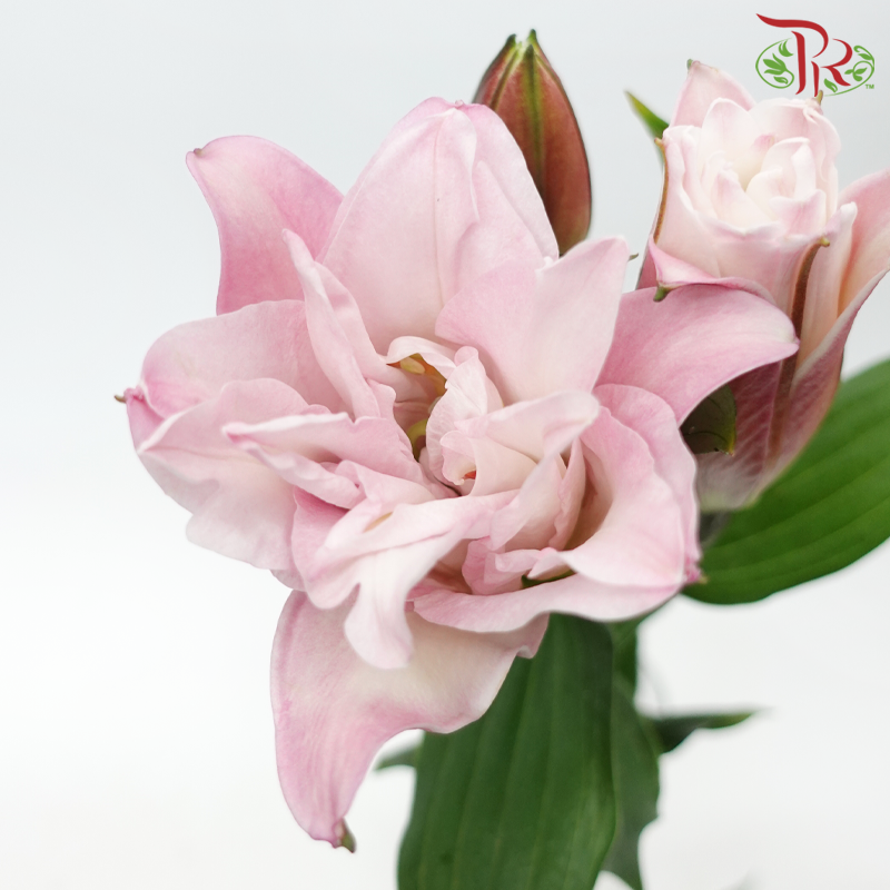 Rose Lily - Double Drill (White / Pink) +3 (5 Stems)-Pink-China-prflorist.com.my