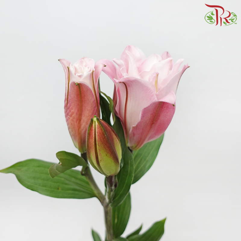 Rose Lily - Double Drill (White / Pink) +3 (5 Stems)-Pink-China-prflorist.com.my