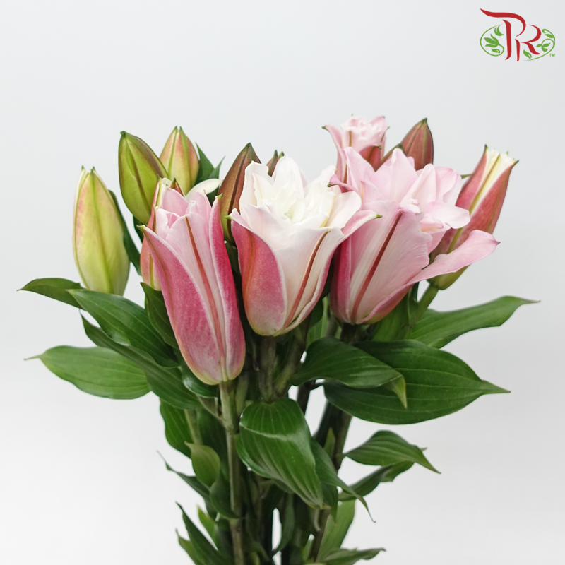 Rose Lily - Double Drill (White / Pink) +3 (5 Stems)-Pink-China-prflorist.com.my