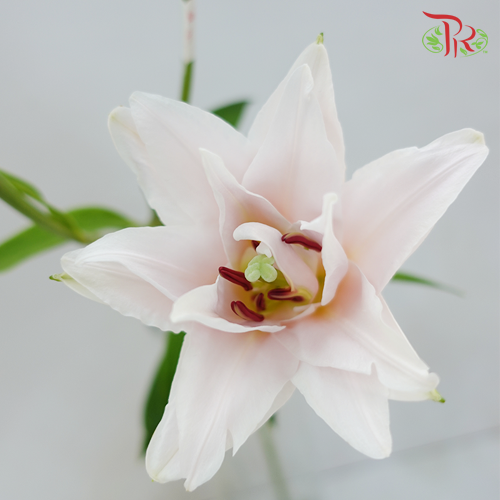 Rose Lily - Fandai 3+ - (5 Stems)-Pink-China-prflorist.com.my