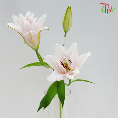 Rose Lily - Fandai 3+ - (5 Stems)-Pink-China-prflorist.com.my