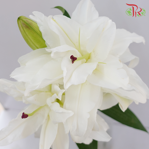 Rose Lily - Hua Xi Ban 3+ (5 Stems)-White-China-prflorist.com.my