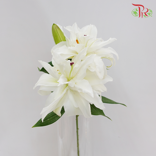 Rose Lily - Hua Xi Ban 3+ (5 Stems)-White-China-prflorist.com.my