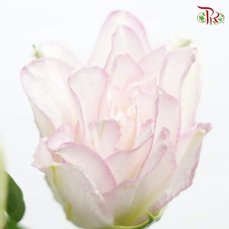 Rose Lily - Ice Queen 3+ (5 Stems)-White With Pink Line-China-prflorist.com.my