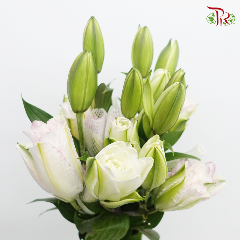 Rose Lily - Ice Queen 3+ (5 Stems)-White With Pink Line-China-prflorist.com.my