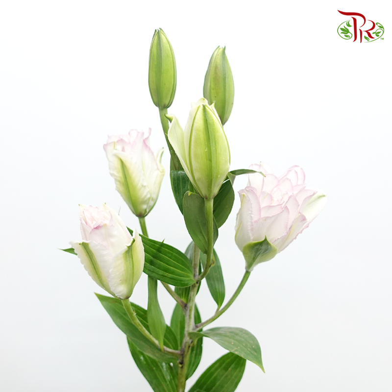 Rose Lily - Ice Queen 3+ (5 Stems)-White With Pink Line-China-prflorist.com.my