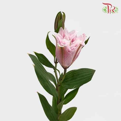 Rose Lily - Issabella 4+ (5 Stems)-Pink-China-prflorist.com.my