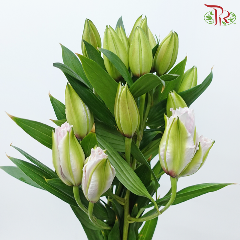 Rose Lily - Issabella 4+ (5 Stems)-Pink-China-prflorist.com.my