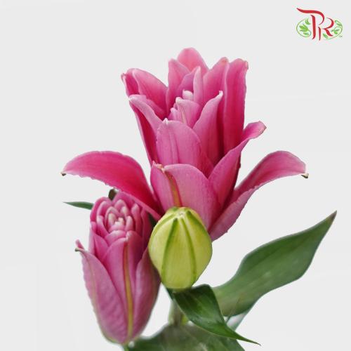 Rose Lily - Lotus 3+ (5 Stems)-Pink-China-prflorist.com.my