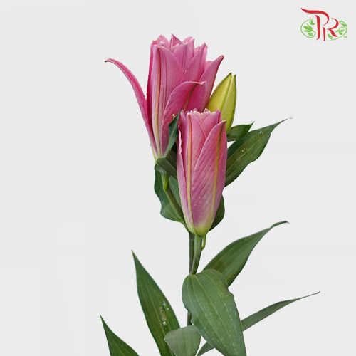 Rose Lily - Lotus 3+ (5 Stems)-Pink-China-prflorist.com.my
