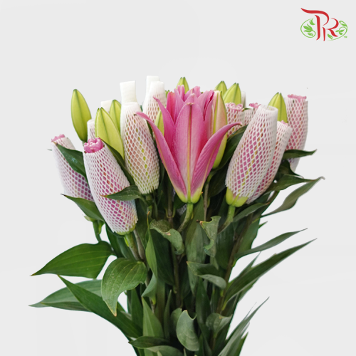Rose Lily - Lotus 3+ (5 Stems)-Pink-China-prflorist.com.my