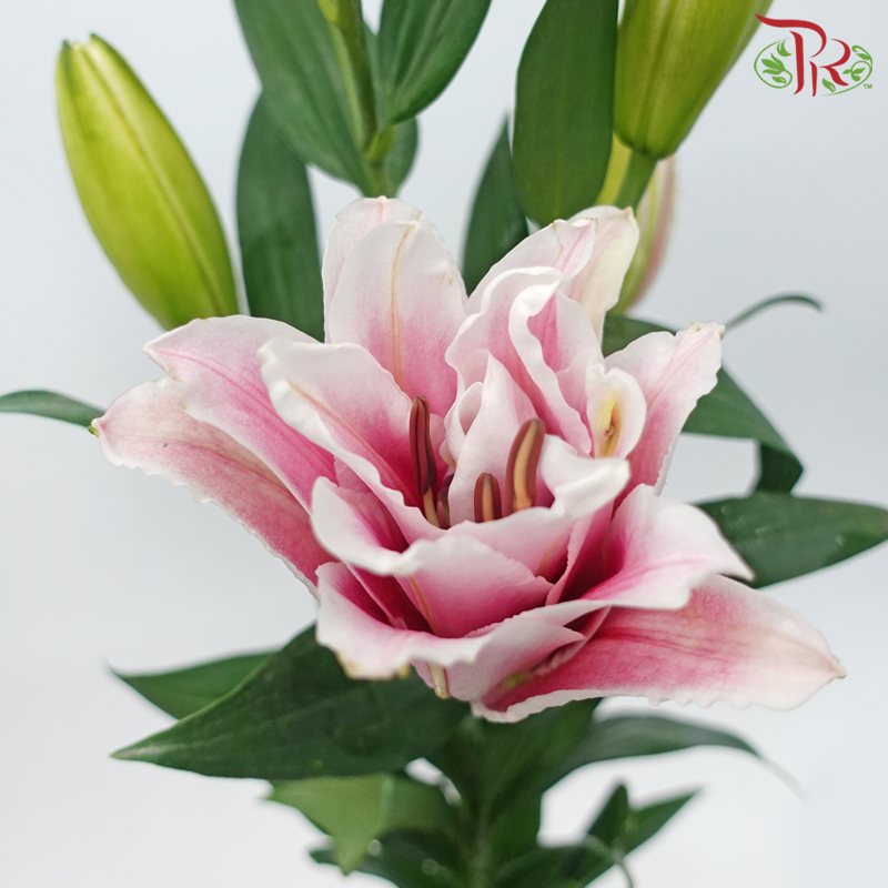 Rose Lily - New Millennium Pink 4+ (5 Stems)-Nadeshiko Pink-China-prflorist.com.my
