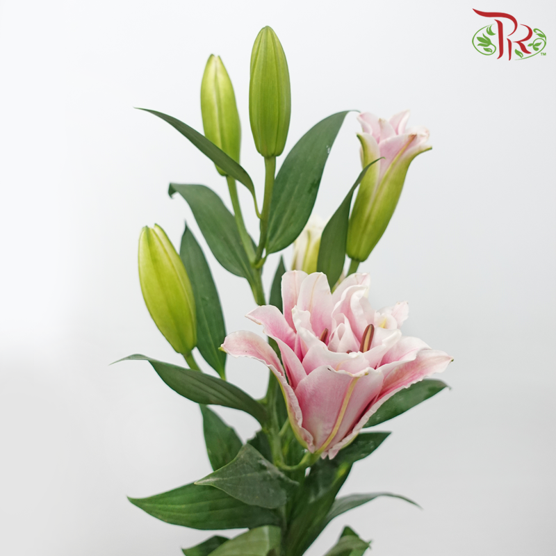 Rose Lily - New Millennium Pink 4+ (5 Stems)-Nadeshiko Pink-China-prflorist.com.my