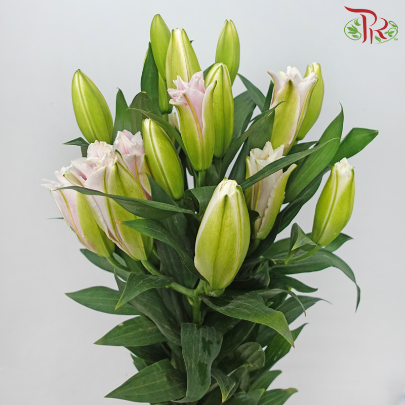 Rose Lily - New Millennium Pink 4+ (5 Stems)-Nadeshiko Pink-China-prflorist.com.my
