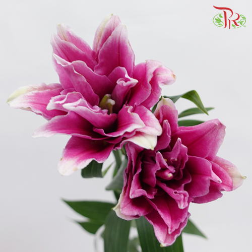Rose Lily - Pink 3+ (5 Stems)-Pink-China-prflorist.com.my