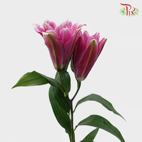 Rose Lily - Pink 3+ (5 Stems)-Pink-China-prflorist.com.my