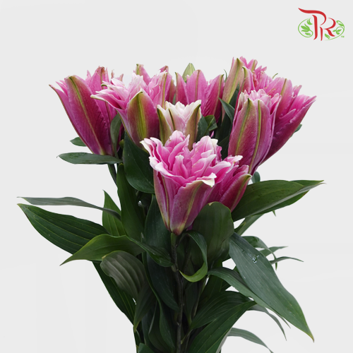 Rose Lily - Pink 3+ (5 Stems)-Pink-China-prflorist.com.my