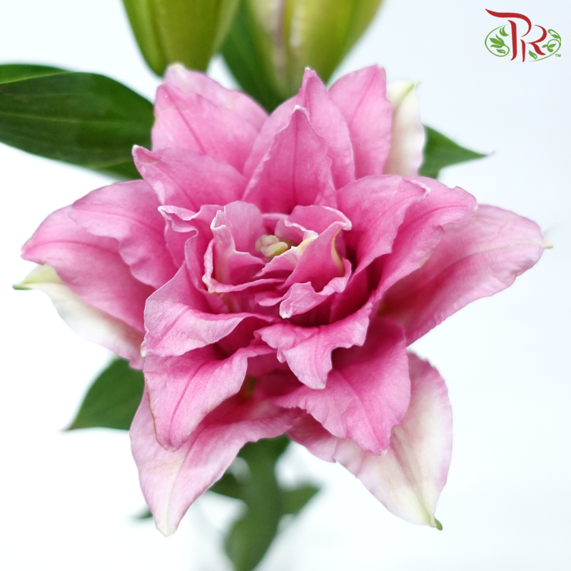 Rose Lily - Red Honey/ Diana Pink 3+ (5 Stems)-Pink-China-prflorist.com.my