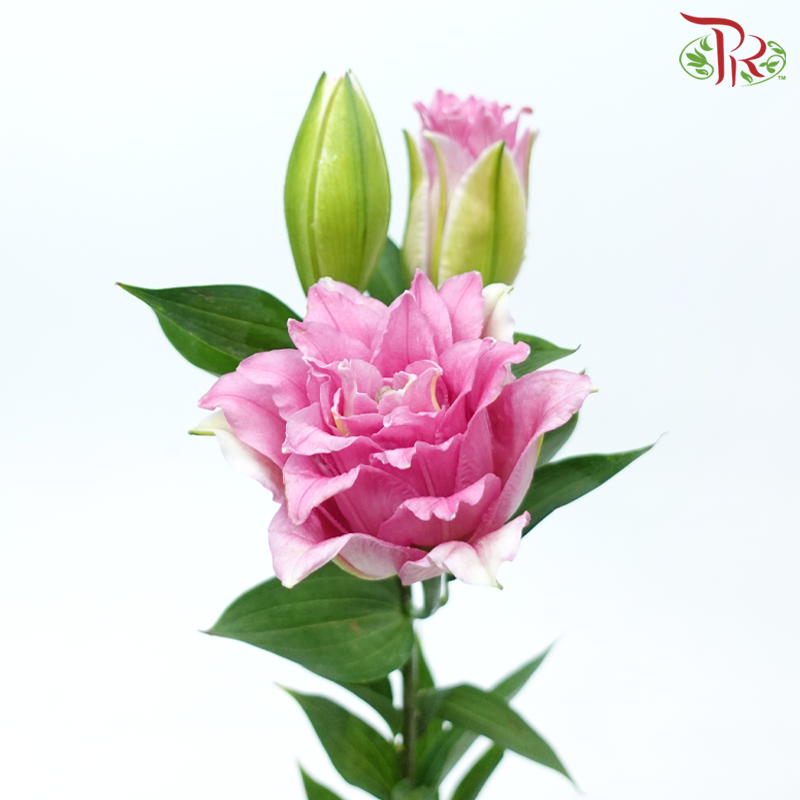 Rose Lily - Red Honey/ Diana Pink 3+ (5 Stems)-Pink-China-prflorist.com.my