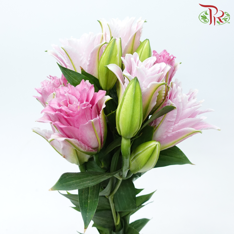 Rose Lily - Red Honey/ Diana Pink 3+ (5 Stems)-Pink-China-prflorist.com.my